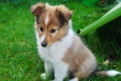 Tracy aus dem T-Wurf