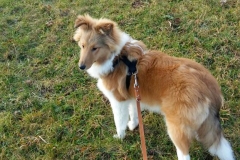 Tyson aus dem T-Wurf