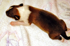 tracy_158