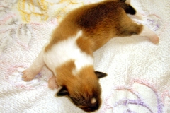 tyson_229