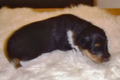 Usko
