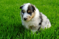 Ulissa mit 4 Wochen