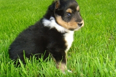 Usko mit 4 Wochen
