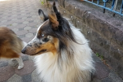 Ulissa aus dem U-Wurf