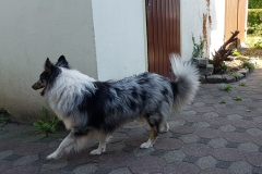 Ulissa aus dem U-Wurf