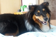 Yoshi (Ursus) aus dem U-Wurf