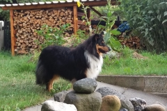 Usko aus dem U-Wurf