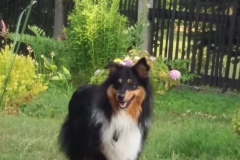 Usko aus dem U-Wurf