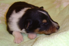 Vasco