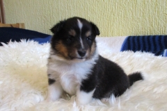 Varina mit 4 Wochen