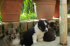 Valenzia, Whitney (aus dem W-Wurf) und Venus