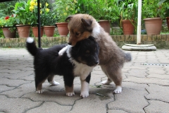 Vera und Viva mit 6 Wochen