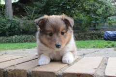 Viva mit 6 Wochen