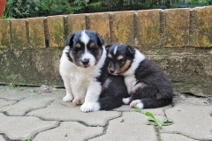 Whitney und Wodan mit 4 Wochen