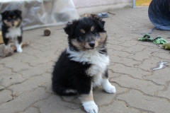 Yako-8W