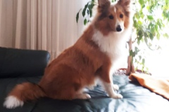 zeus