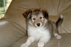 Apollo